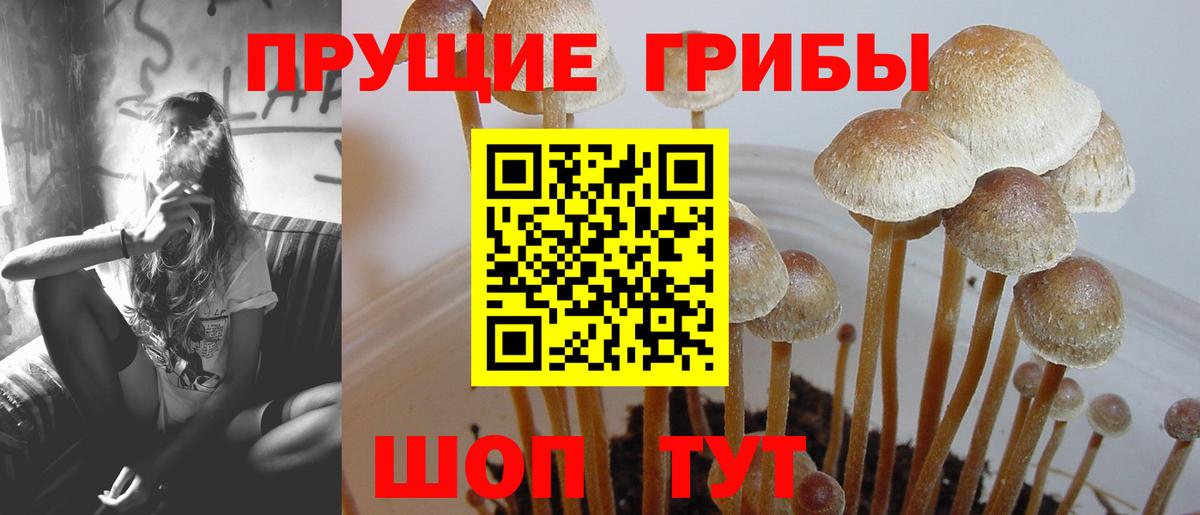 Галлюциногенные грибы Cubensis Котельники